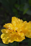 芍药花