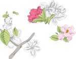 粉色花朵 白色花朵