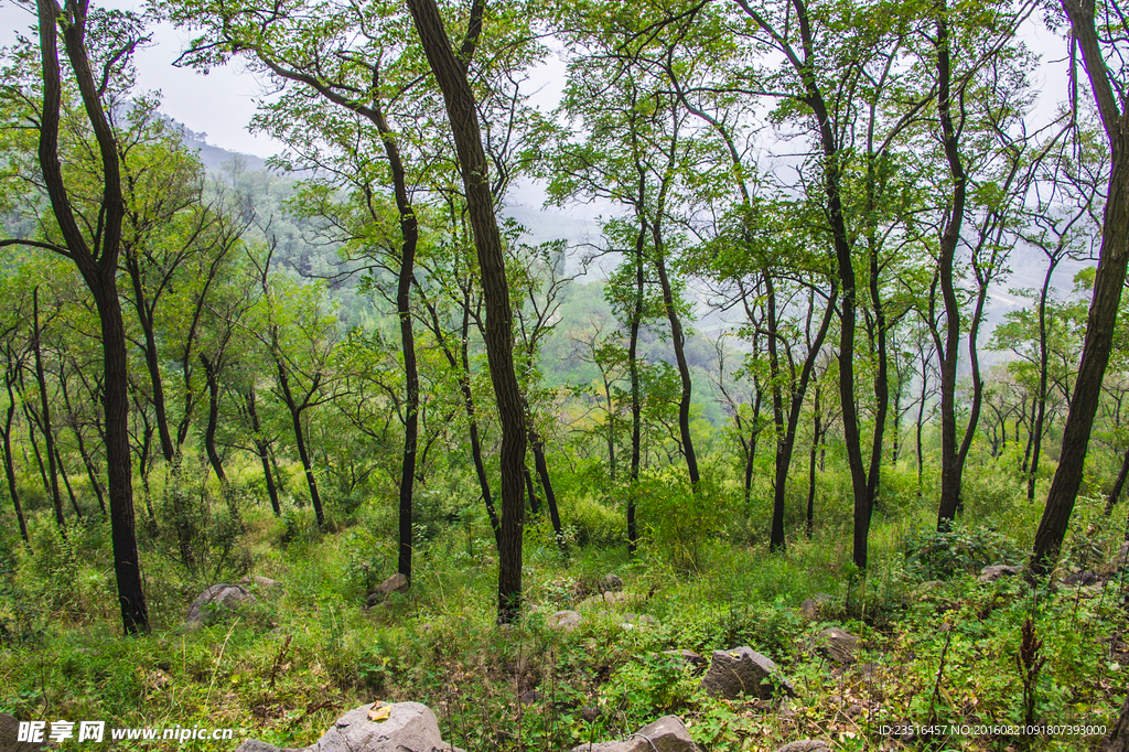 小树林