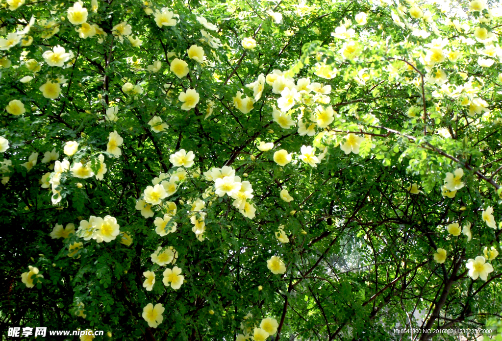 小白花
