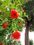 石榴花