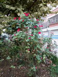 月季花