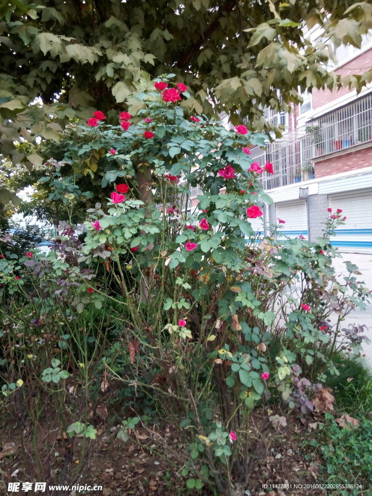 月季花