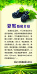 葡萄海报宣传页
