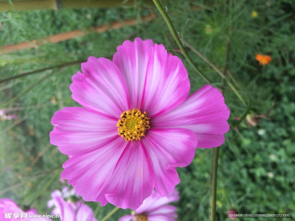 格桑花