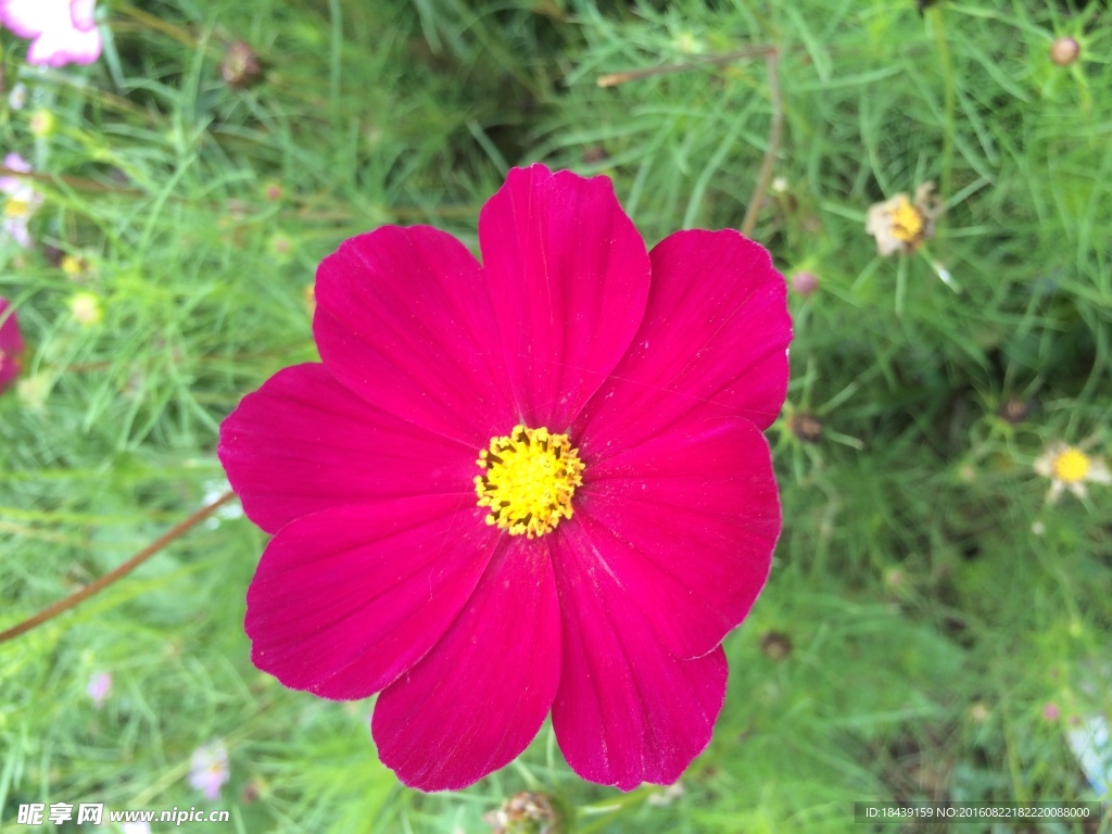 格桑花