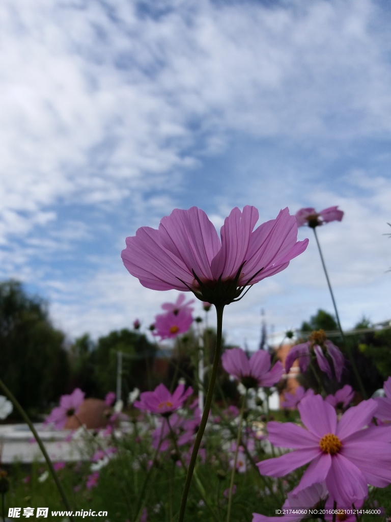 格桑花