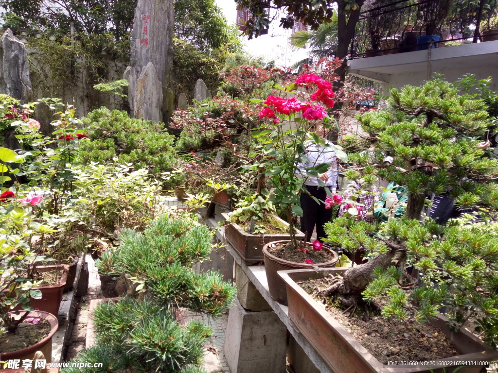 后庭小院