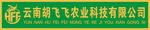 胡飞飞