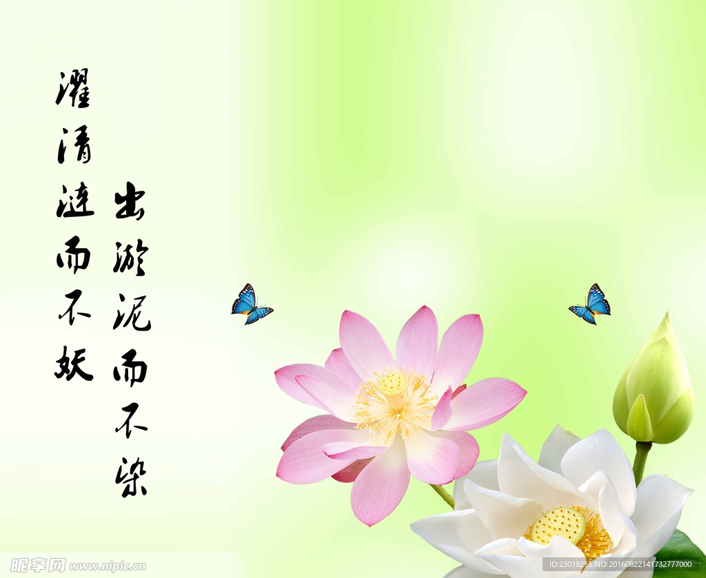 莲花
