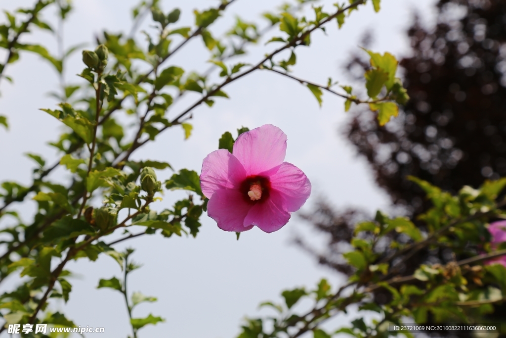 木槿