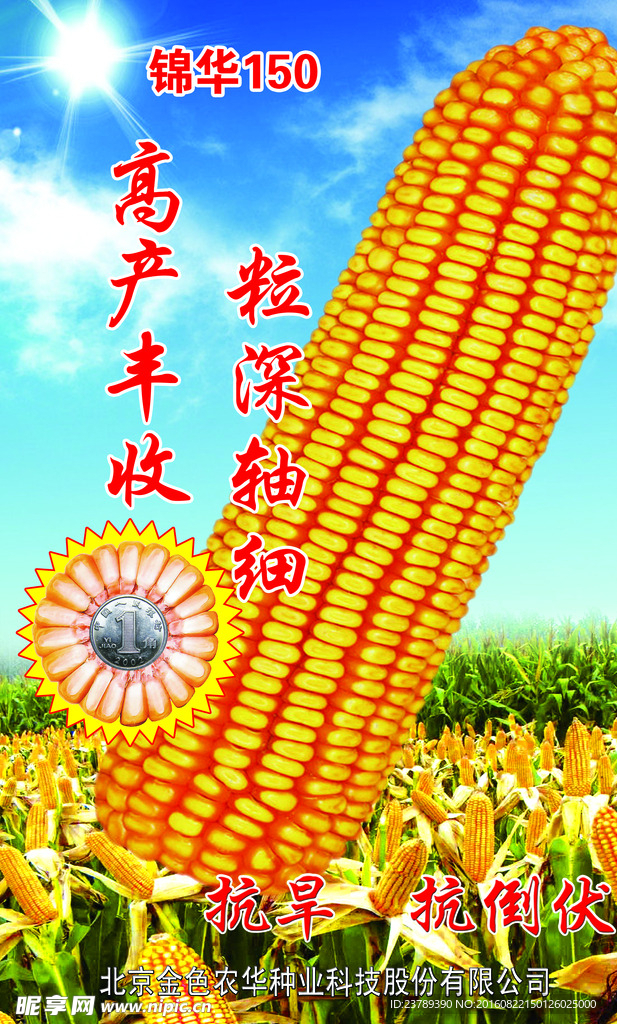 玉米丰收