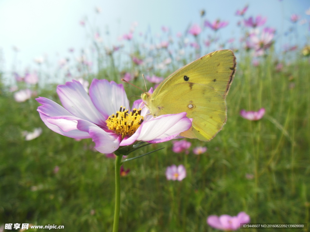 格桑花