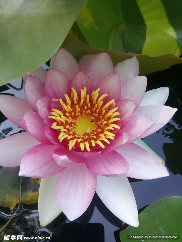 睡莲花