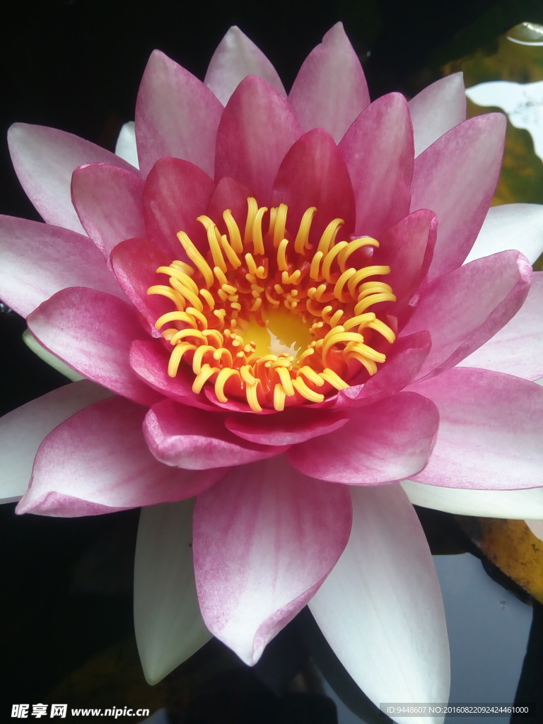 睡莲花