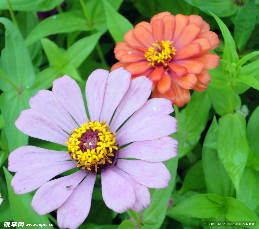 花