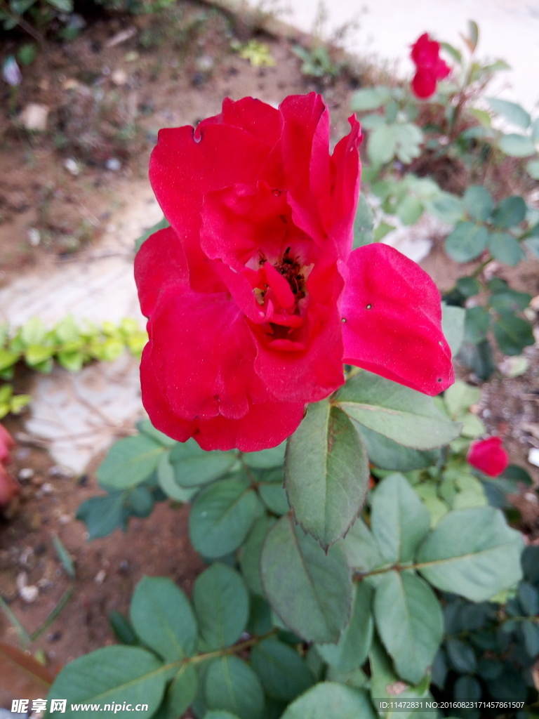 月季花