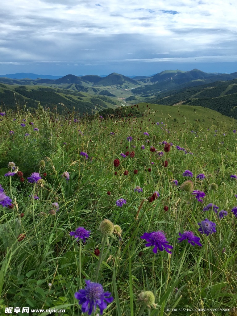 花草风景