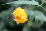 小黄花