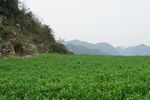 青山禾苗