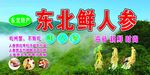 东北鲜人参