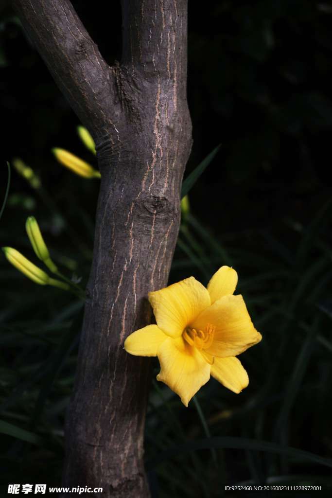 黄花菜