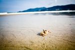 海滩蟹