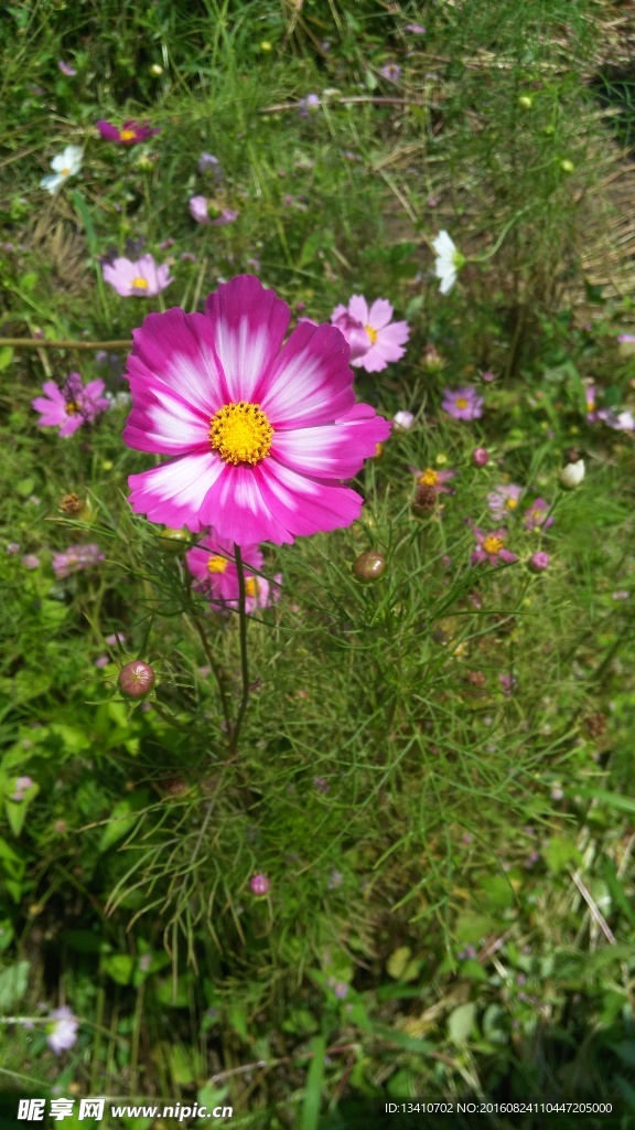 鲜花特写摄影