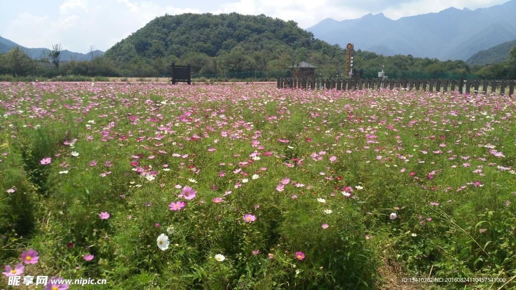 一望无际的花海