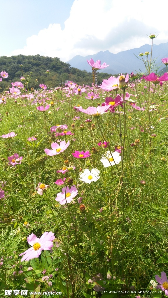 花海摄影图