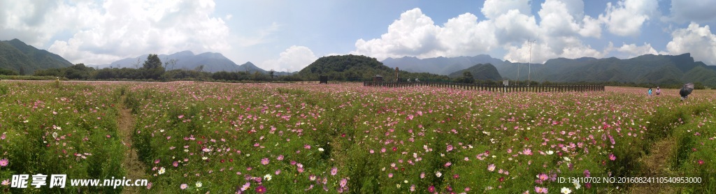 花海全景图