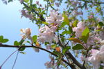 日本樱花