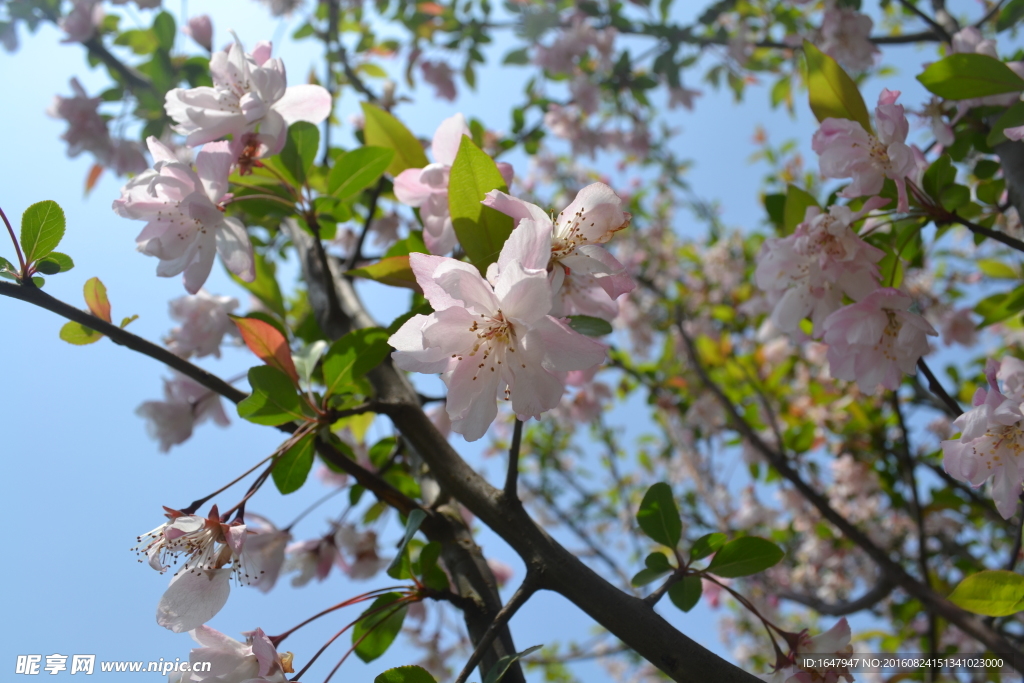 日本樱花
