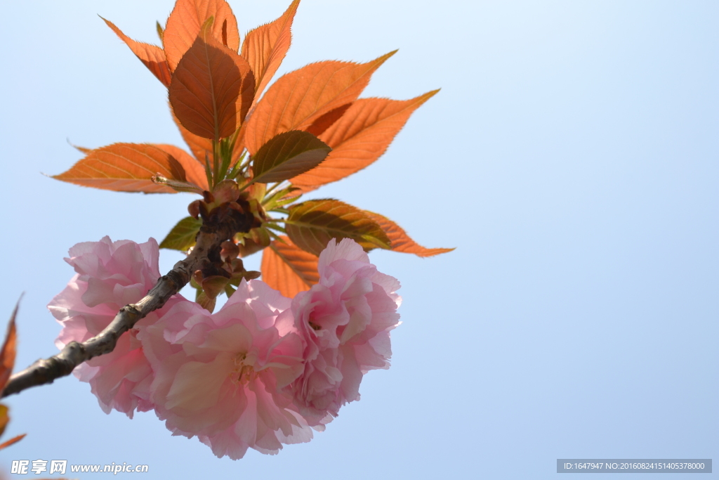 樱花
