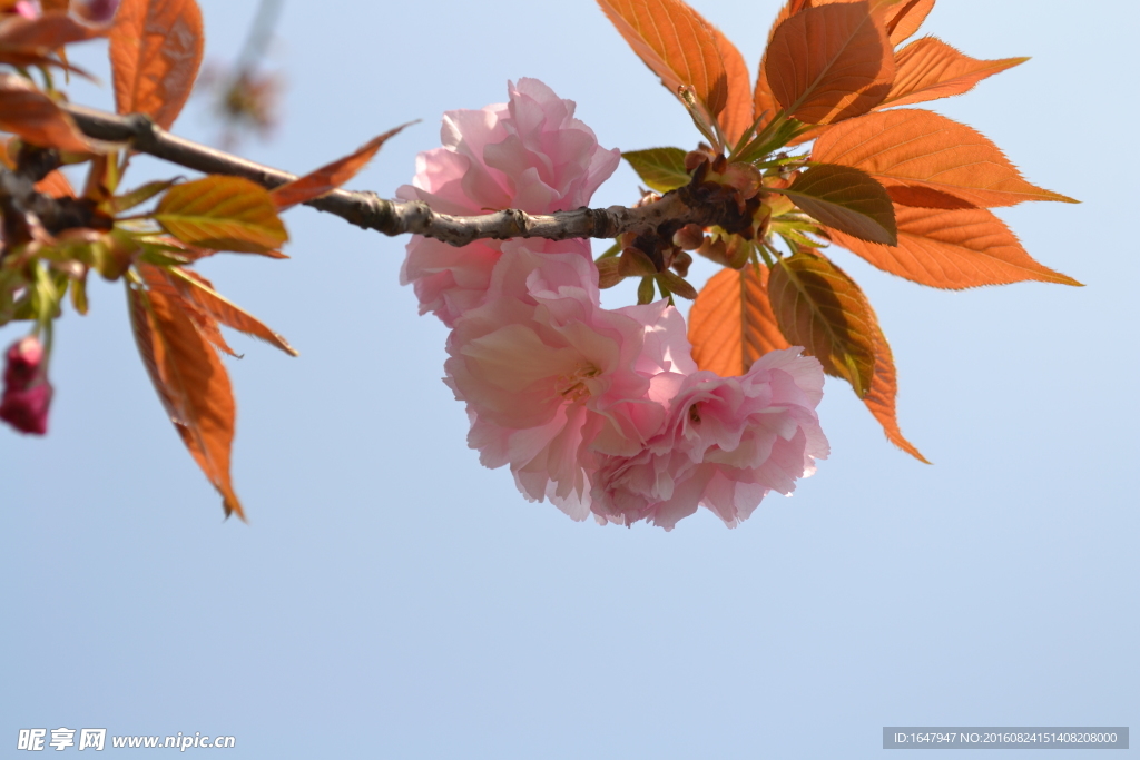 樱花