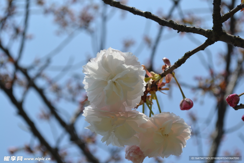 樱花