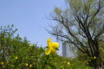 迎春花和柳树