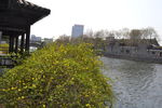 月湖公园迎春花