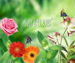 仙维娜洗发水