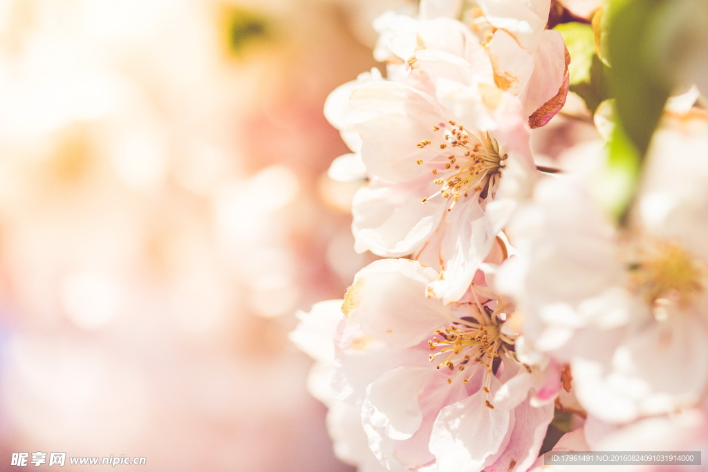 桃花