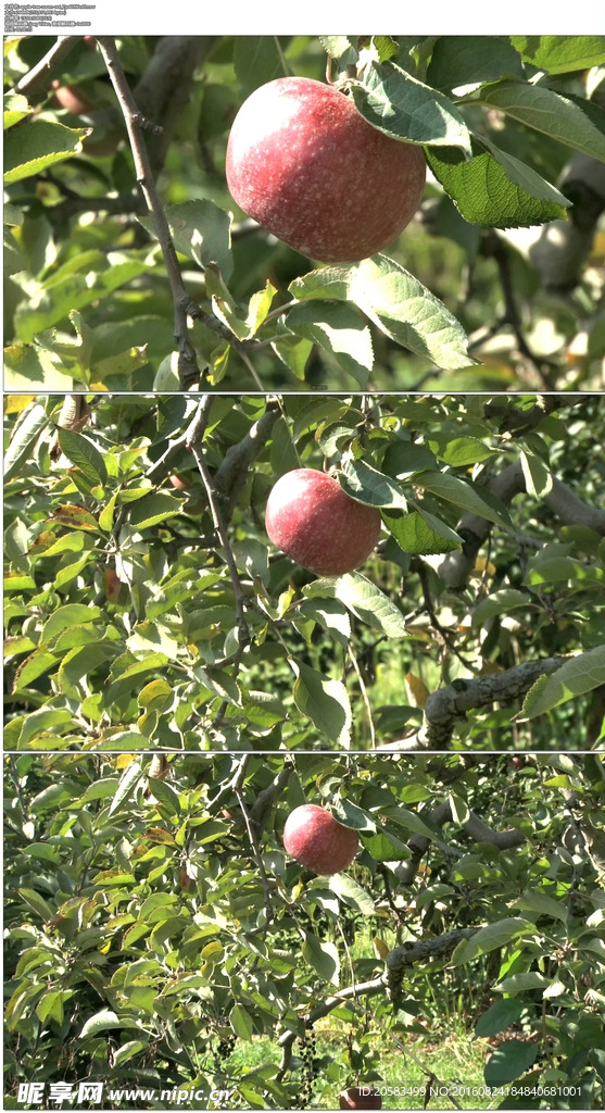 苹果树果实