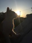 夕阳与猫