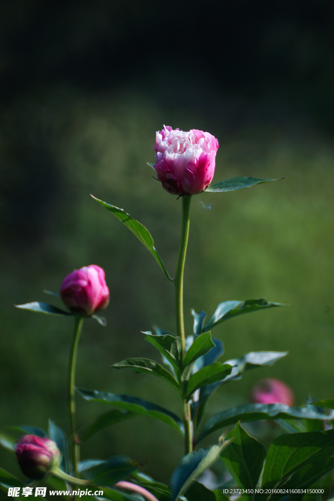 芍药花