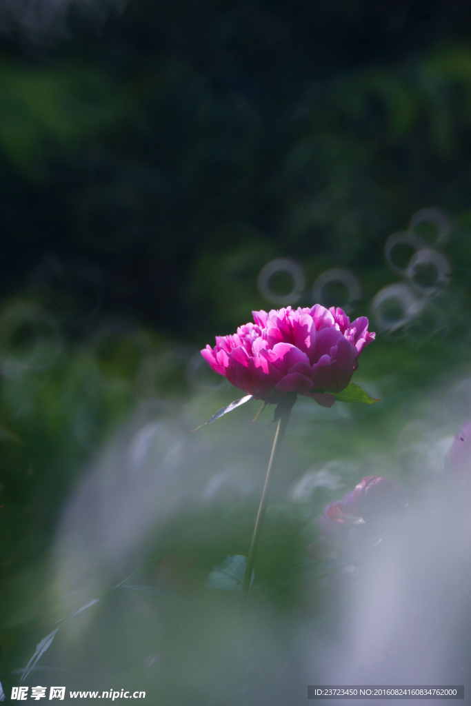 芍药花