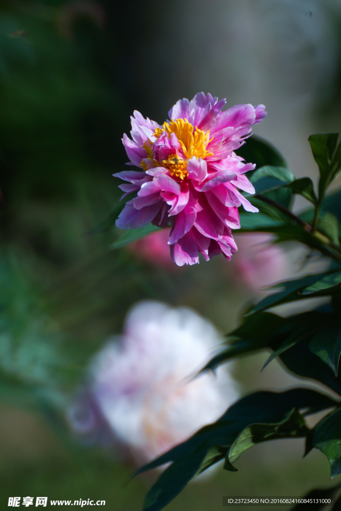 芍药花