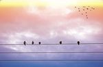 飞鸟天空