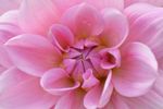 花卉
