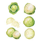 圆白菜蔬菜 写实