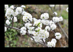 白桃花