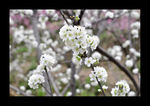 白桃花